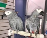 pair african grey for sale UK