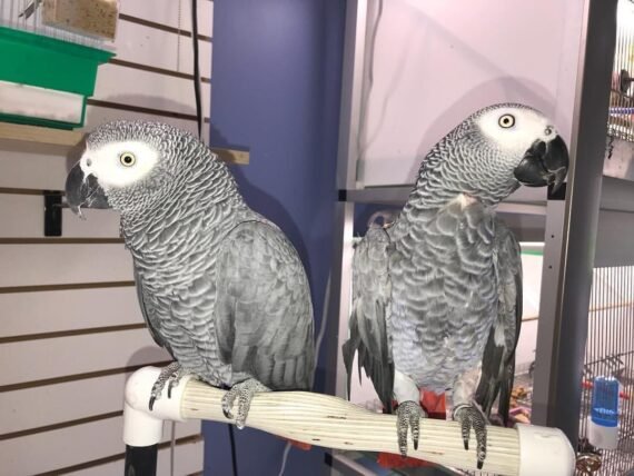 pair african grey for sale UK